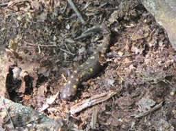 3- a spotted salamander